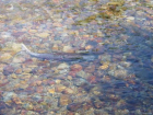 thumbs/09_Chinook_Salmon.png