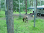 thumbs/46_Mule_Deer.png