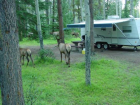 thumbs/47_Mule_Deer.png
