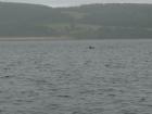thumbs/1.6_Moray_Firth.jpg