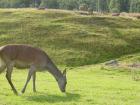 thumbs/3-2_Highland_Wildlife_Park.jpg